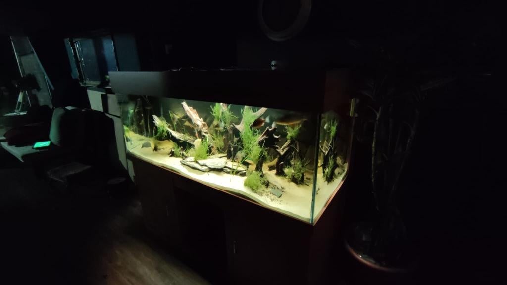 Groot Veldhuis Aquarium, compleet, meer dan 600 liter, Ophalen, Gebruikt, Gevuld zoetwateraquarium