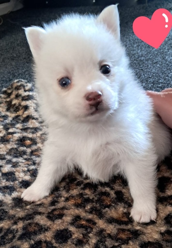 Pomeranian  Pomsky pups met blauwe oogjes, Overige rassen, 8 tot 15 weken, Parvo, Meerdere