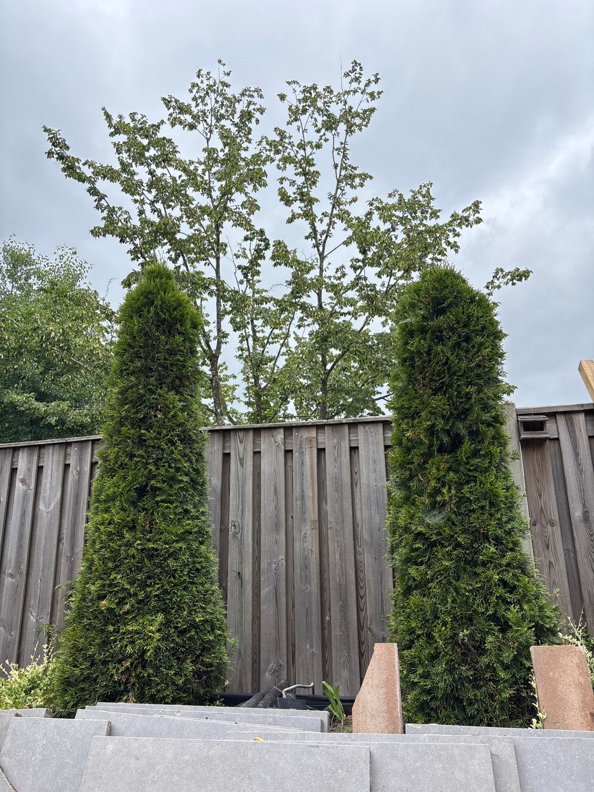 Twee sierconiferen van 2 meter hoog, Volle zon, Vaste plant, Bloeit niet, Ophalen