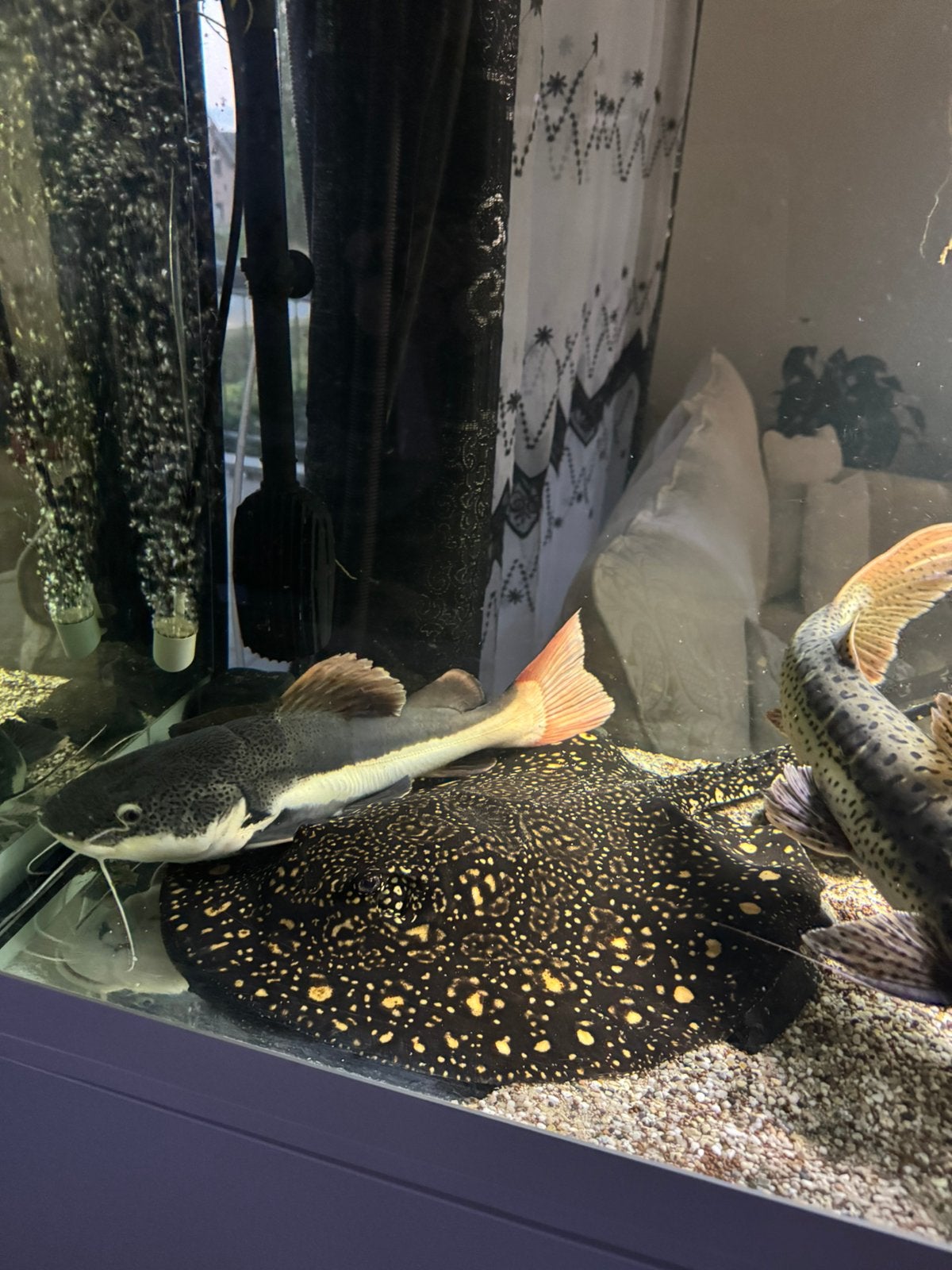 Potamotrygon, Dieren en Toebehoren, Vis