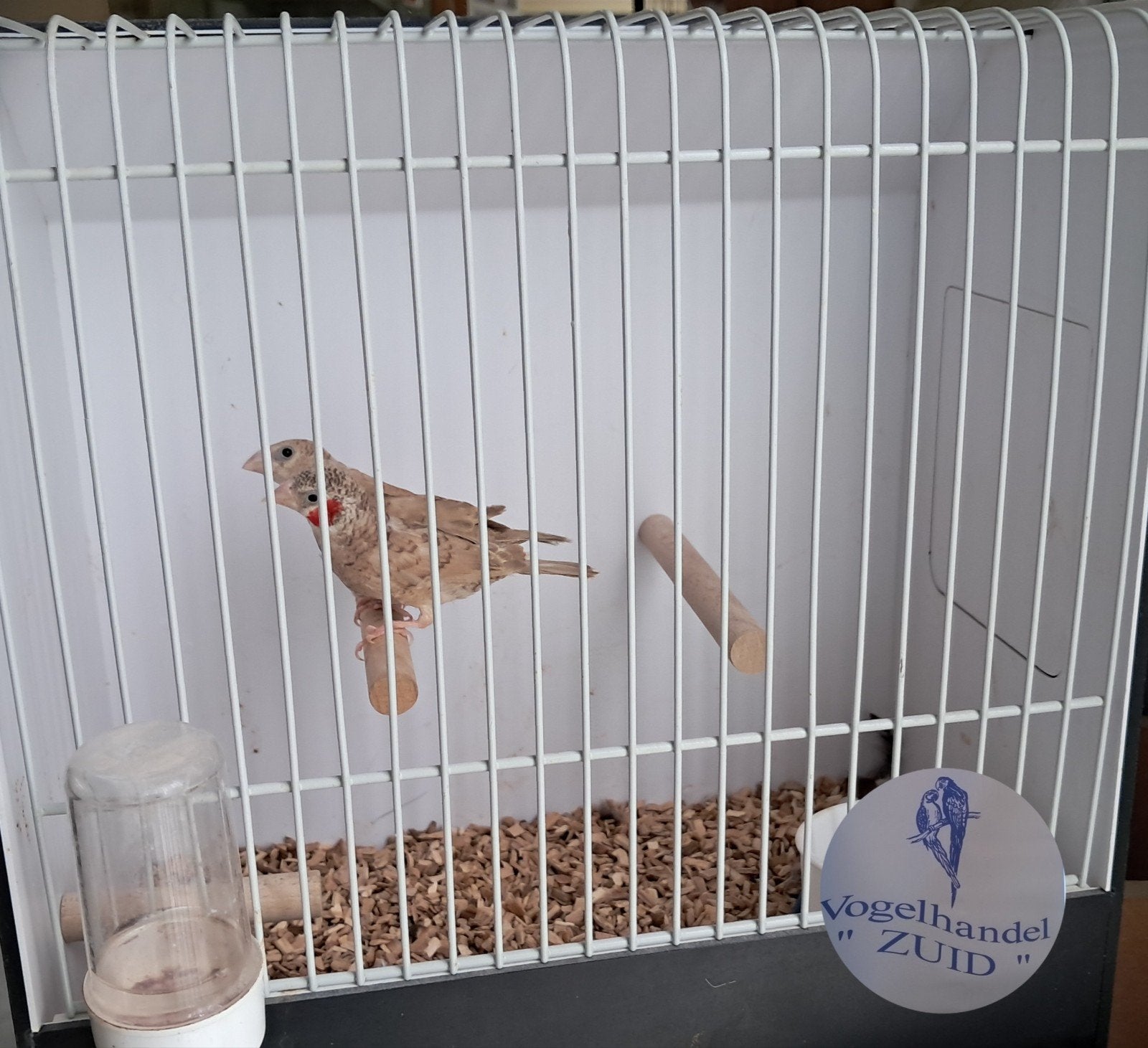 1-1 bandvinken, Dieren en Toebehoren, Vogels | Overige Vogels, Meerdere dieren