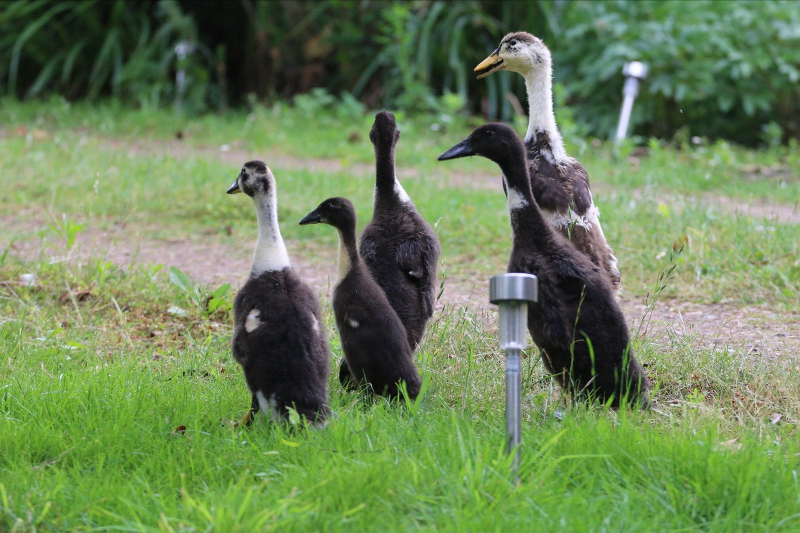 Jonge loopeenden, Dieren en Toebehoren, Pluimvee, Meerdere dieren, Eend