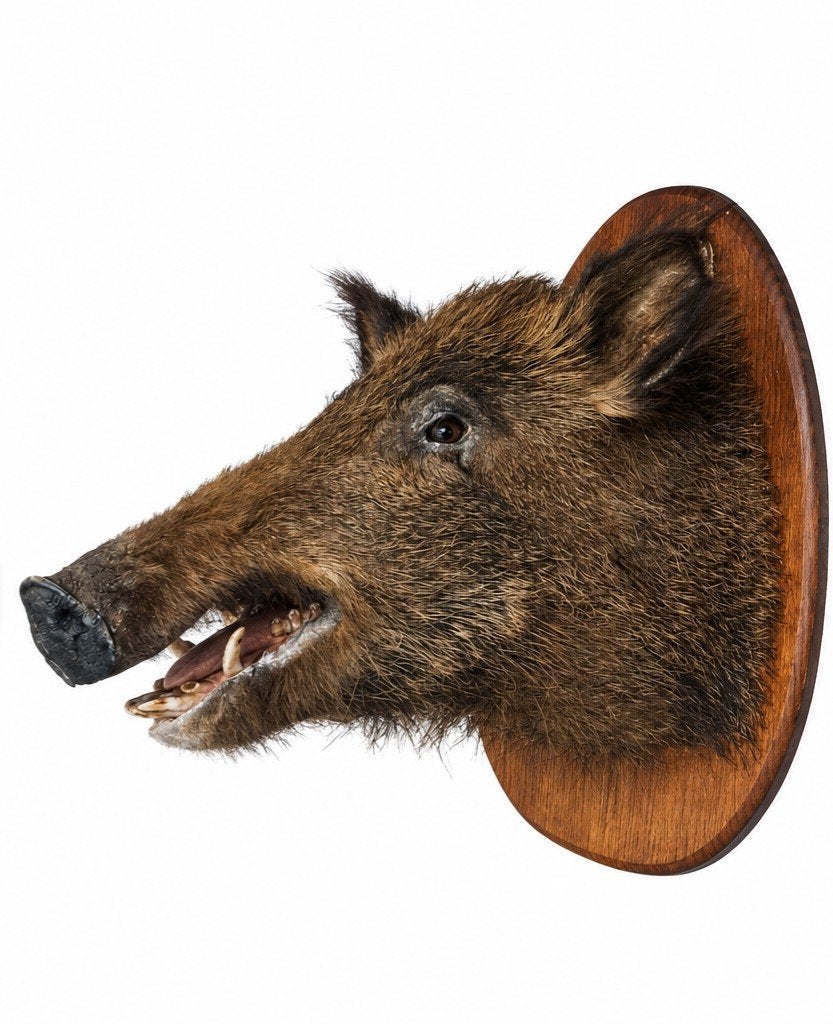 opgezet wild zwijn taxidermie, Ophalen of Verzenden, Zo goed als nieuw, Wild dier, Opgezet dier