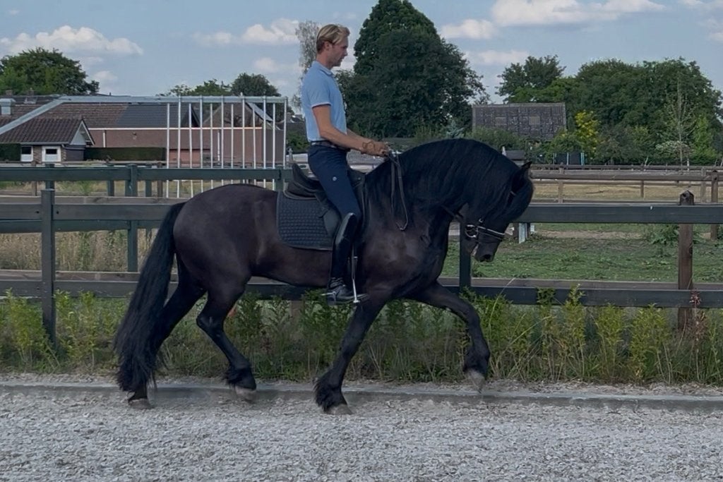 Gereserveerd, Dieren en Toebehoren, Ruin, Dressuurpaard, Zadelmak, 3 tot 6 jaar