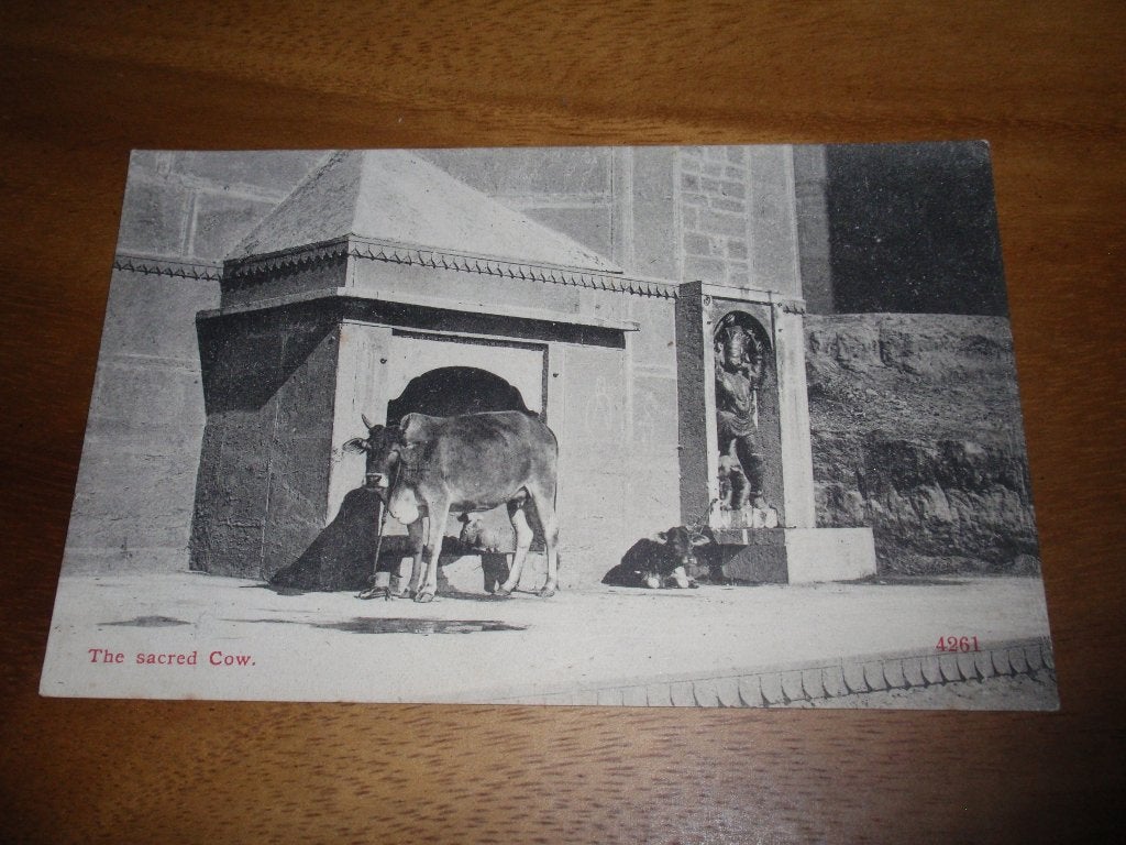 De Heilige Koe India, Verzamelen, Ansichtkaarten | Buitenland, Verzenden, Voor 1920, Ongelopen, Buiten Europa