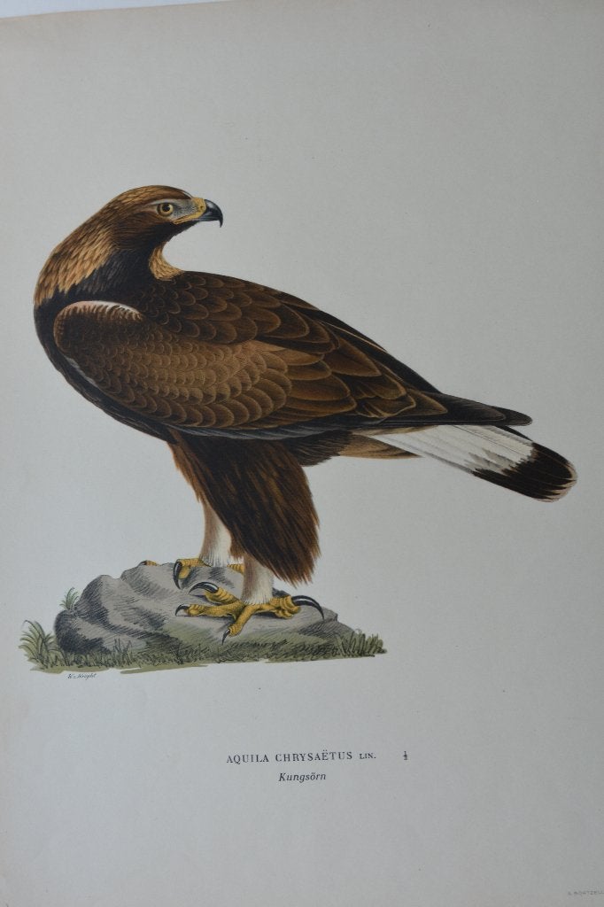 AREND STEENAREND AQUILA CHRYSAËTUS ORIGINELE LITHO 1929 VE4, Linosnede, Ophalen of Verzenden, Gesigneerd, Dieren en Natuur