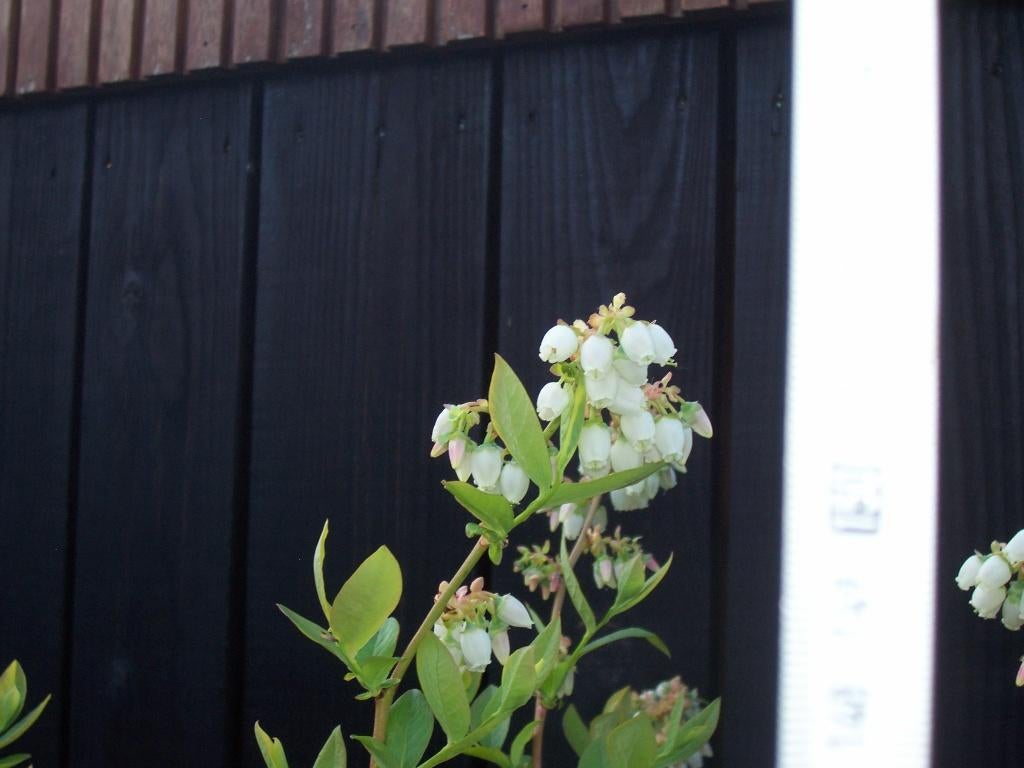 Blauwe bessen 1.50 cm hoog pot gekweekt, Tuin en Terras, Ophalen, Lente, Overige soorten, Volle zon