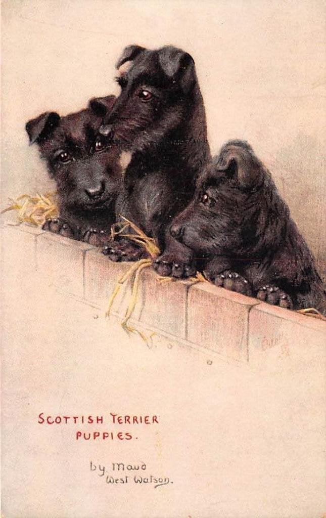 Scottish Terriër Illustr van Maud West Watson, Ophalen of Verzenden, Voor 1920, Ongelopen, Hond of Kat
