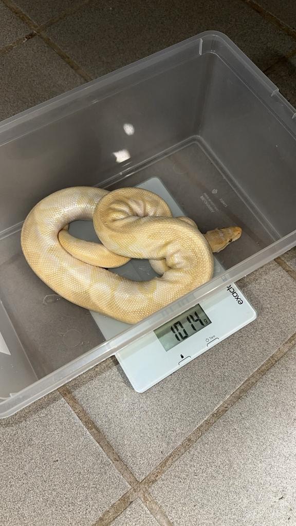 Ballpythons, Dieren en Toebehoren, Slang, 3 tot 6 jaar