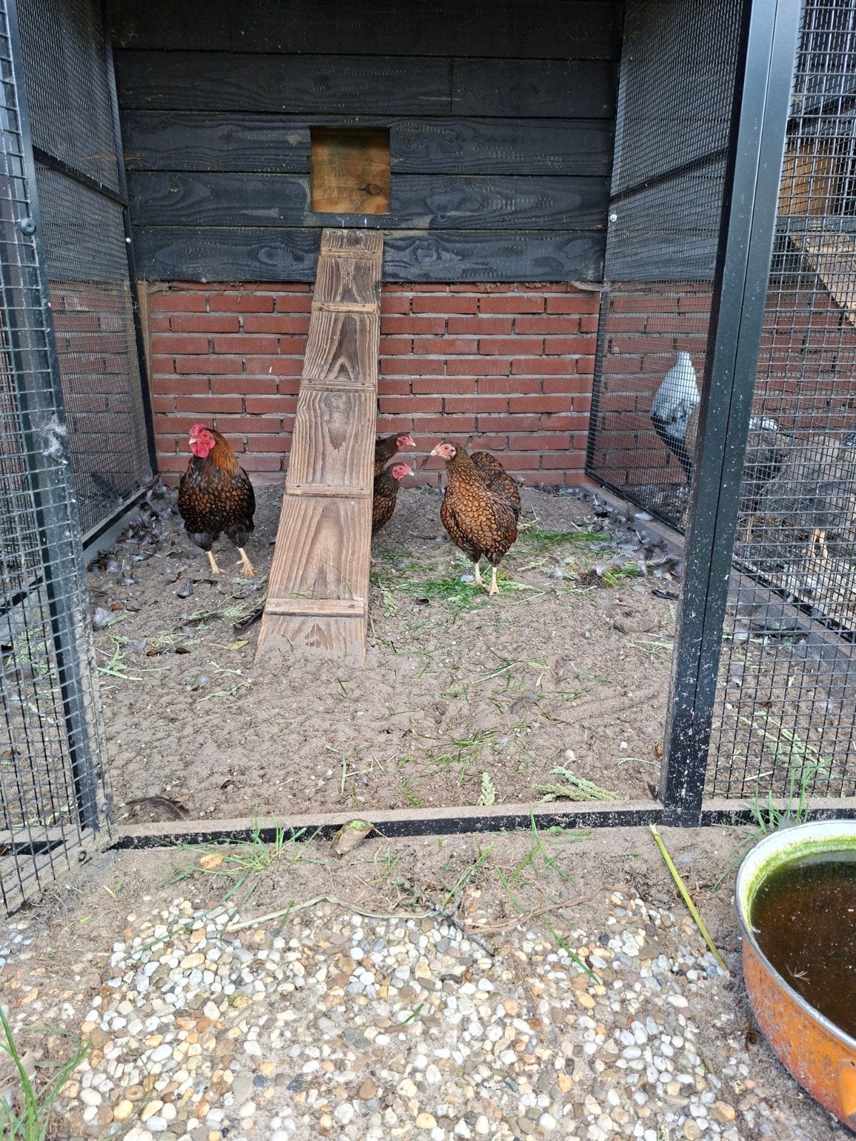 wyandotte goudzwart, Meerdere dieren, Kip