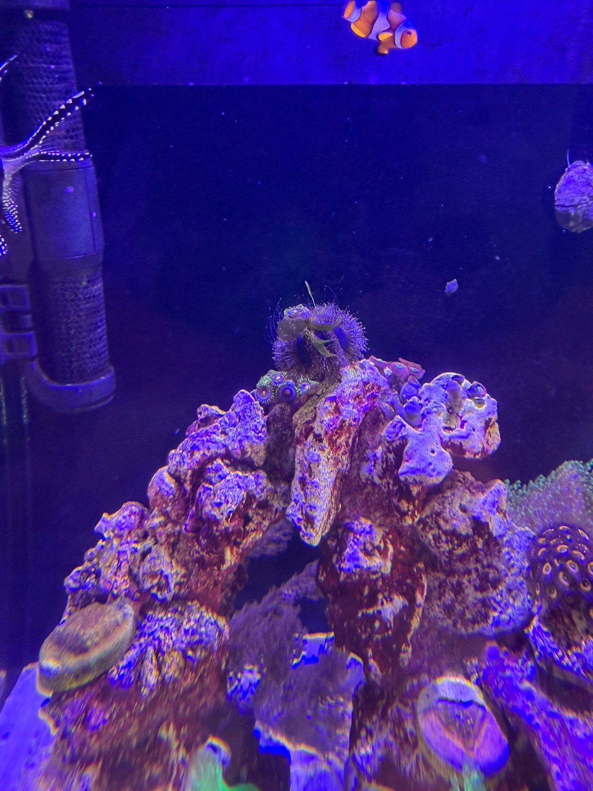 Mespilia globulus Red zee egel, Vis