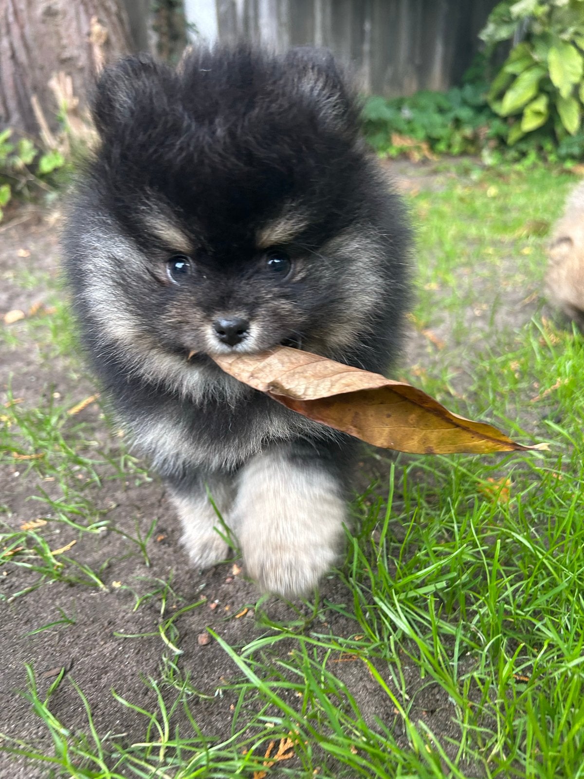 Vijf prachtige pomeranian/pomeriaan pups, CDV (hondenziekte), Overige rassen, 8 tot 15 weken, Meerdere