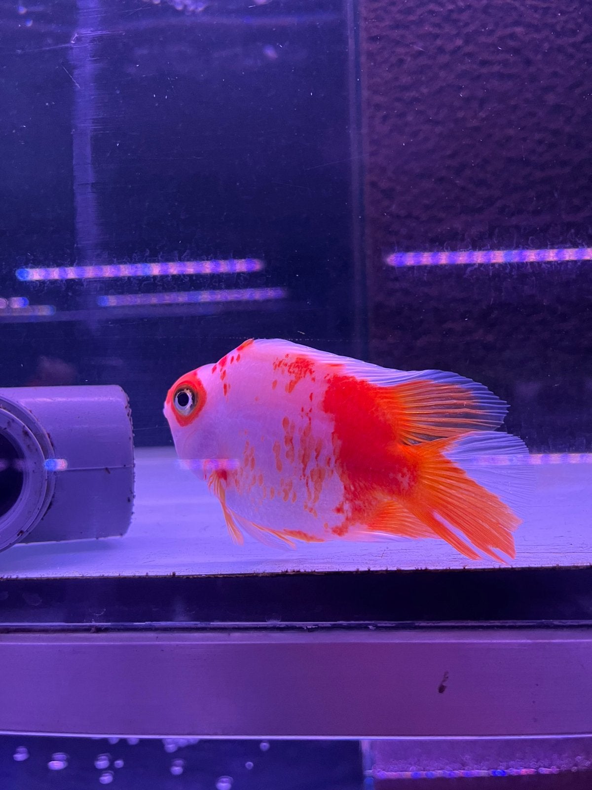 Santa papegaai vissen, Dieren en Toebehoren, Vis