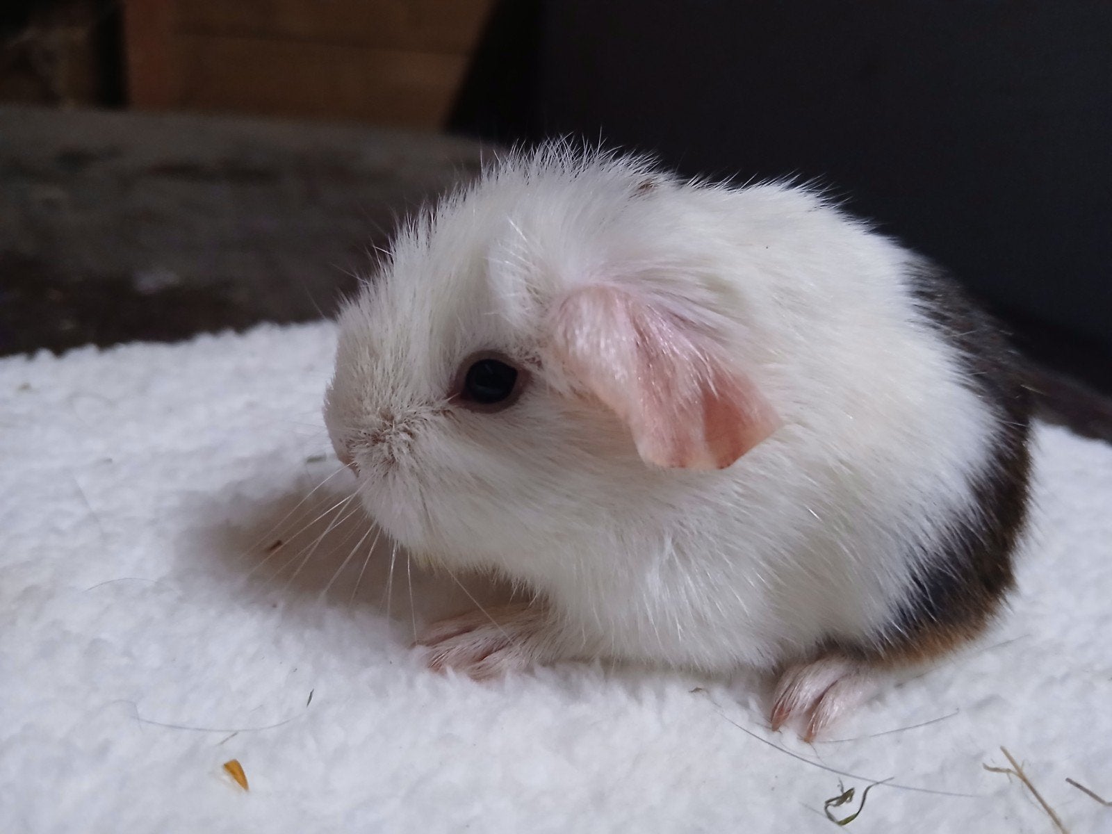 Gladhaar beertje, Mei, Mannelijk, Cavia