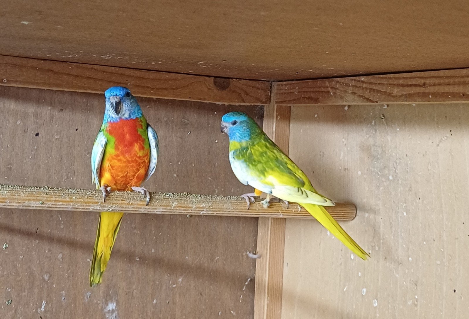 Splendid parkieten, Dieren en Toebehoren, Meerdere dieren, Parkiet