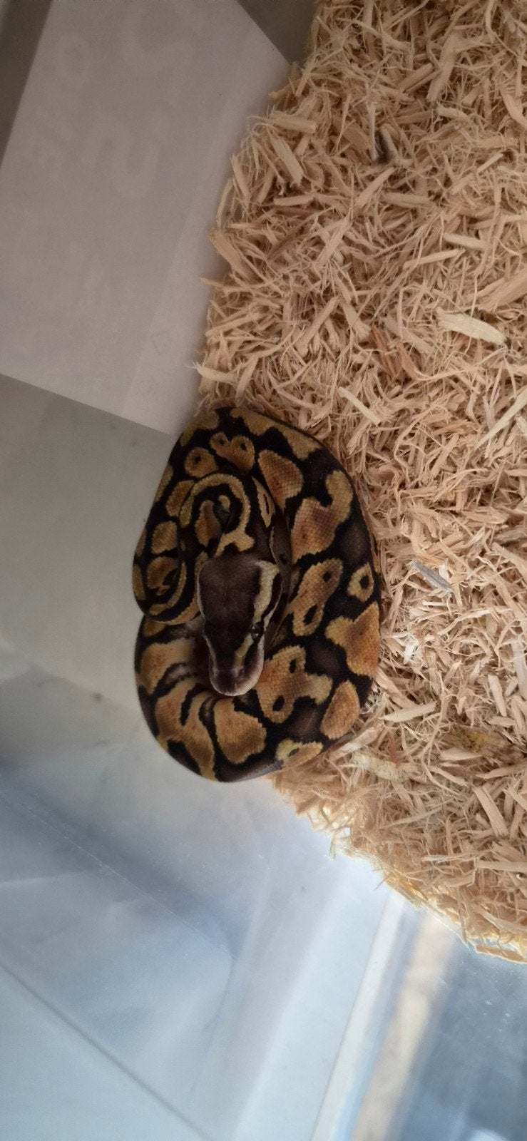 jonge ballpython, Dieren en Toebehoren