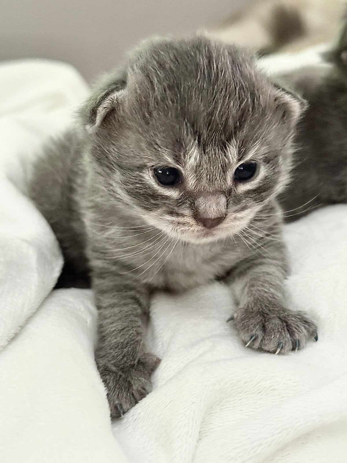Neva masquerade Siberische kittens, Dieren en Toebehoren, Katten en Kittens | Dekkaters