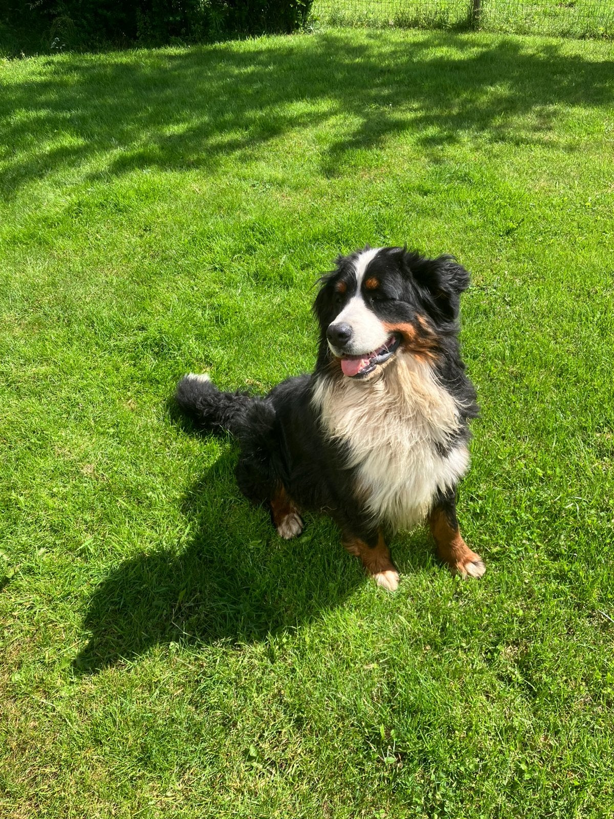Mooie jonge Berner Sennen teef gezins hond, Dieren en Toebehoren, Parvo, Sennenhond, Teef, Eén hond