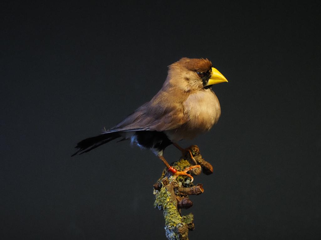 Opgezette Maskeramadine, Ophalen of Verzenden, Nieuw, Vogel, Opgezet dier