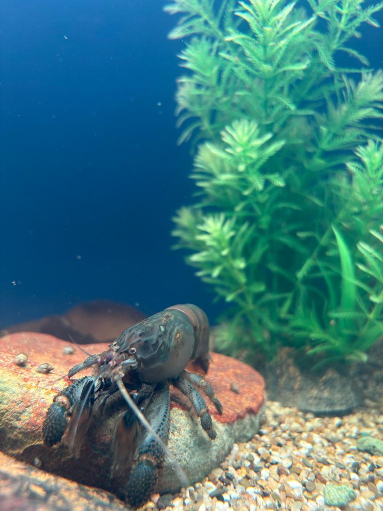 afrikaanse waaierhandgarnaal XXL, Dieren en Toebehoren, Vissen | Aquariumvissen, Zoetwatervis, Kreeft, Krab of Garnaal