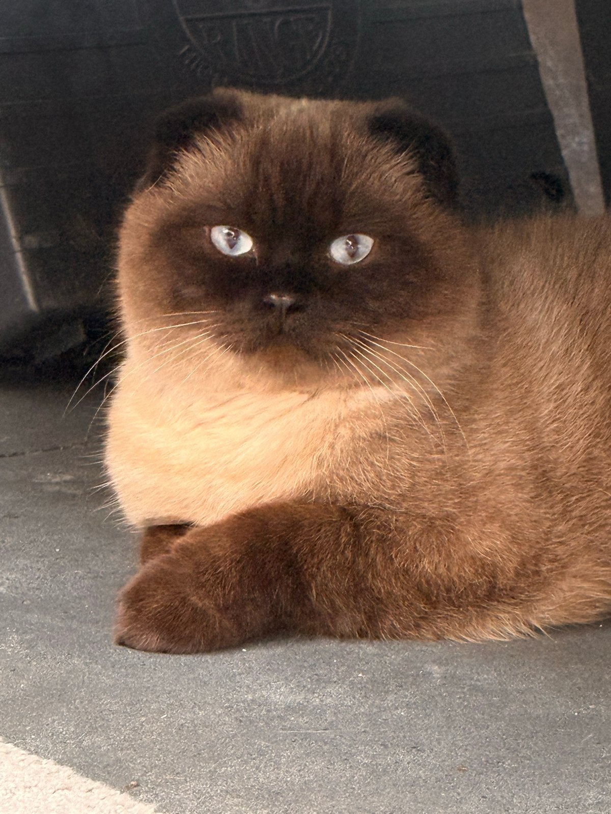 Scottish fold Duman, Kater, Kortharig, 0 tot 2 jaar