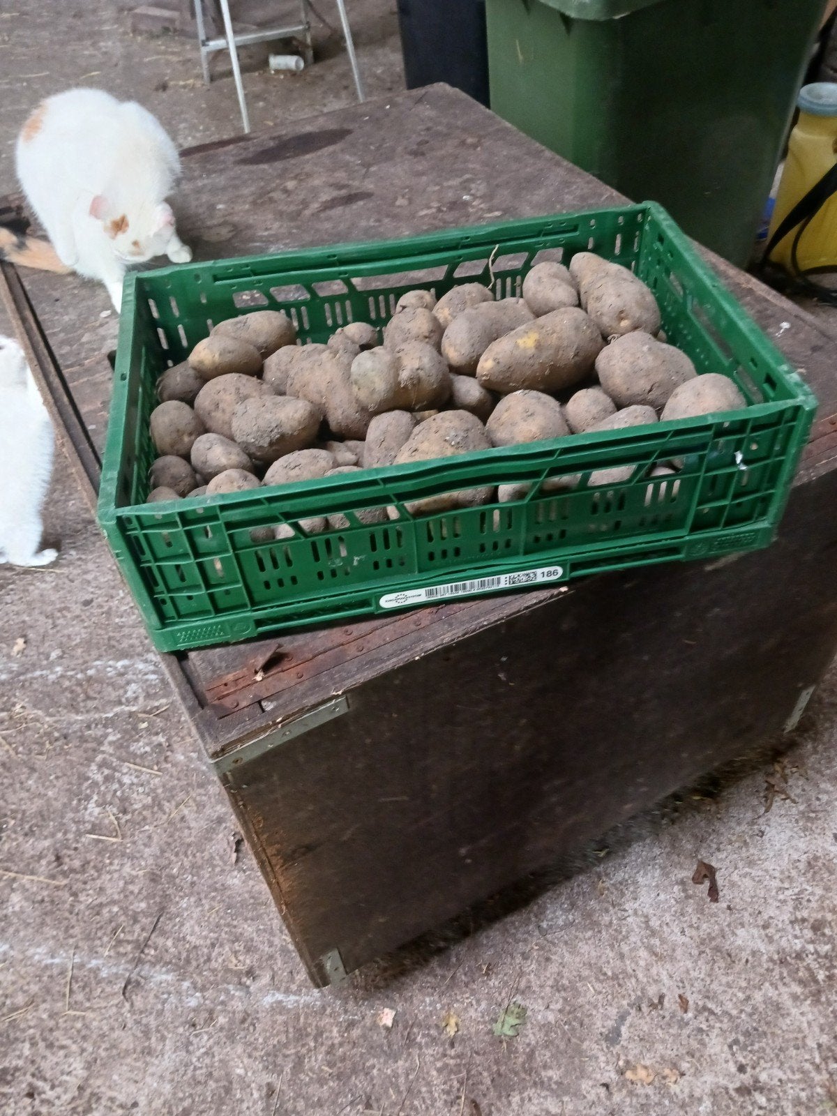 volop consumptie aardappelen van de kleigrond