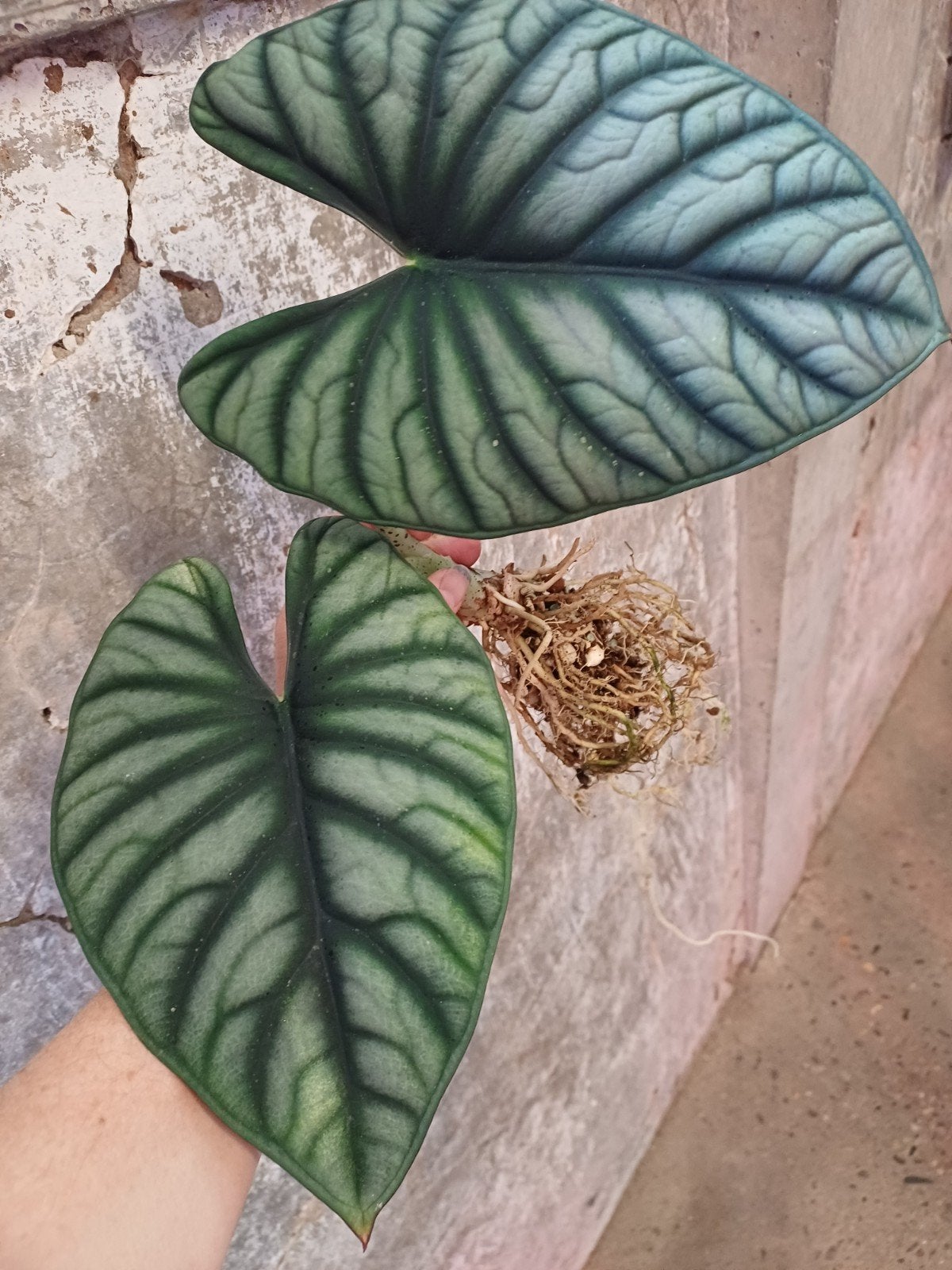 Alocasia nebula knolletjes, Ophalen of Verzenden, Halfschaduw, Minder dan 100 cm