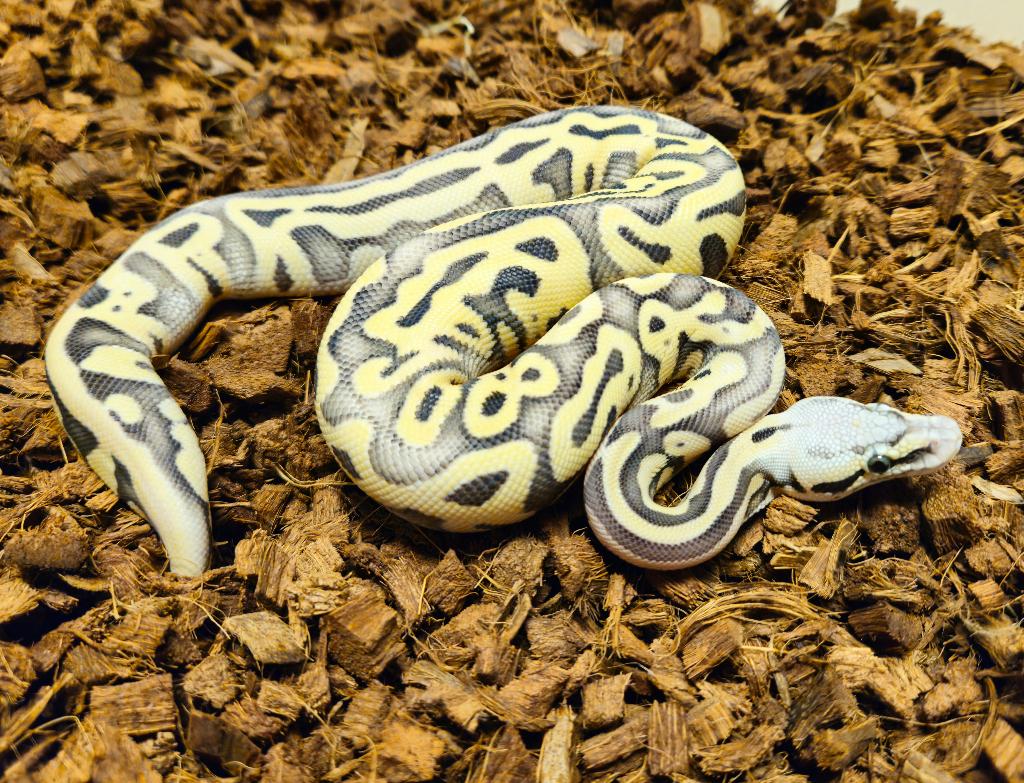 0.1 Leopard Super Pastel Desert Ghost PH Amur, Dieren en Toebehoren, Reptielen en Amfibieën, Slang, 0 tot 2 jaar