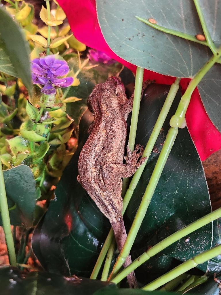 nakweek jonge div gargoyle gekko, Hagedis, Tam, 0 tot 2 jaar