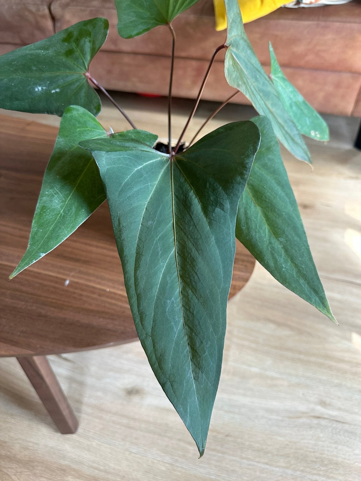 Anthurium Porti x (indo porti x papi red stem), Verzenden, Halfschaduw, Minder dan 100 cm