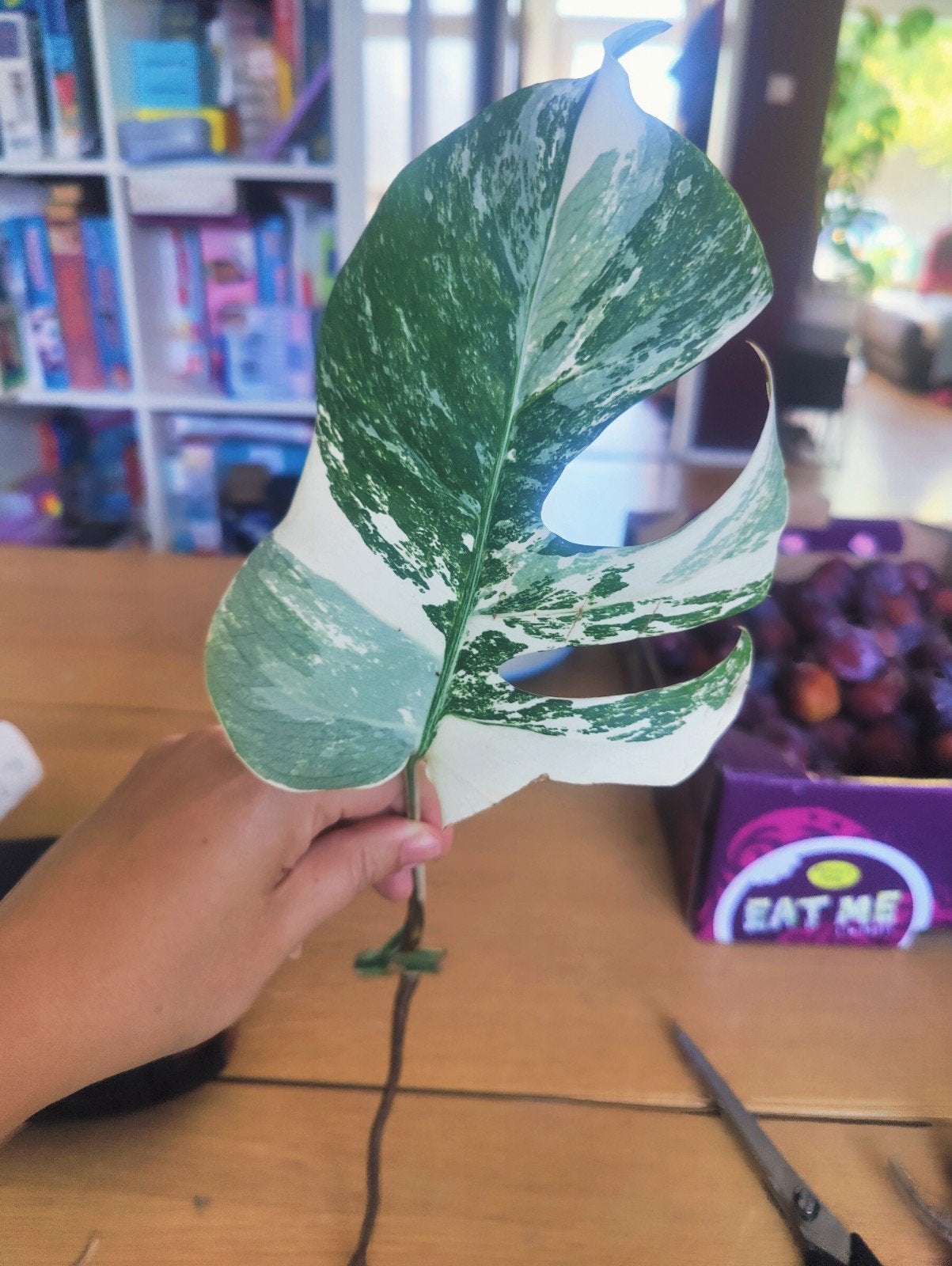 Monstera variegata stek, Huis en Inrichting, Kamerplanten, Ophalen, Halfschaduw, Minder dan 100 cm
