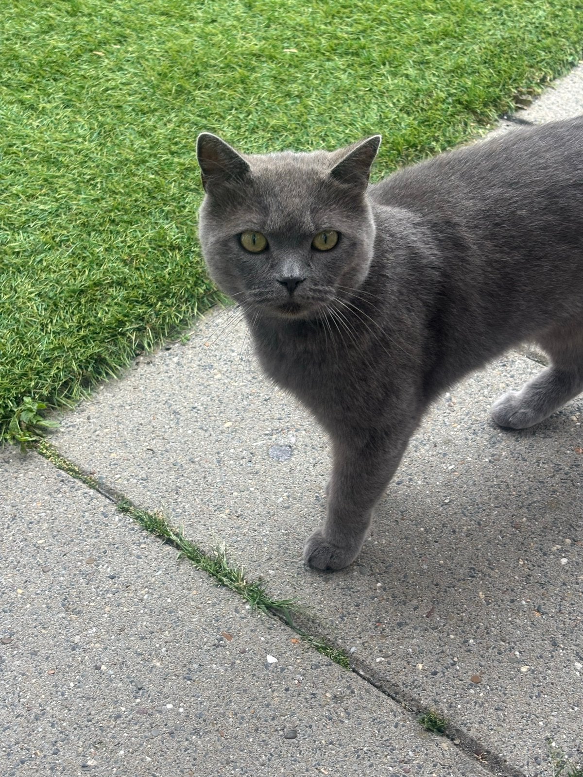 Kater Britse korthaar blue, Kater
