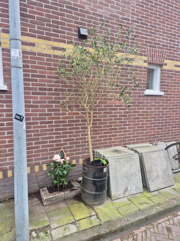 Olijfboom, Tuin en Terras, Ophalen of Verzenden, Minder dan 100 cm