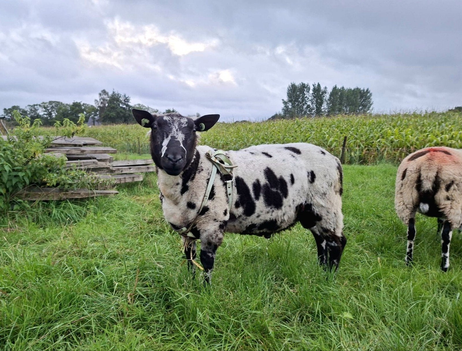 over jarige bonte dekram, Mannelijk, Schaap, 0 tot 2 jaar