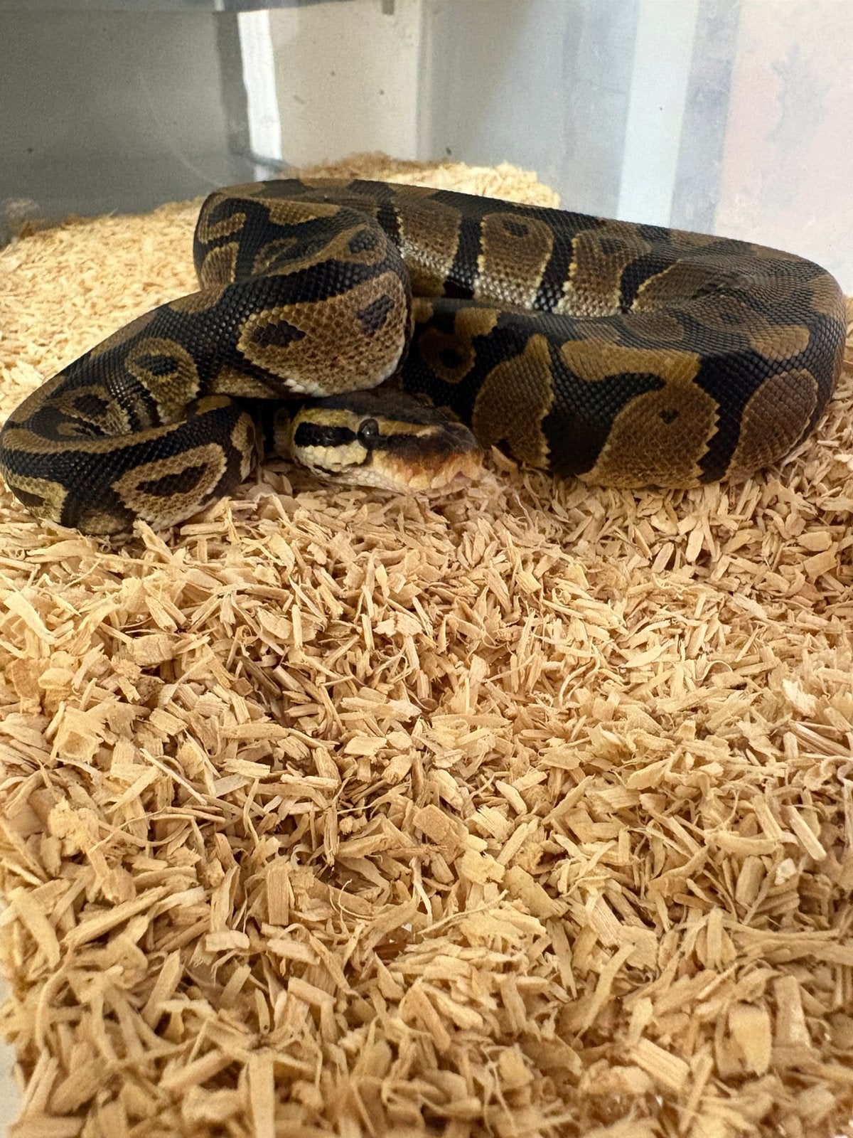 Man wildkleur dh dg clown koningspython ballpython Ball Python photo 2