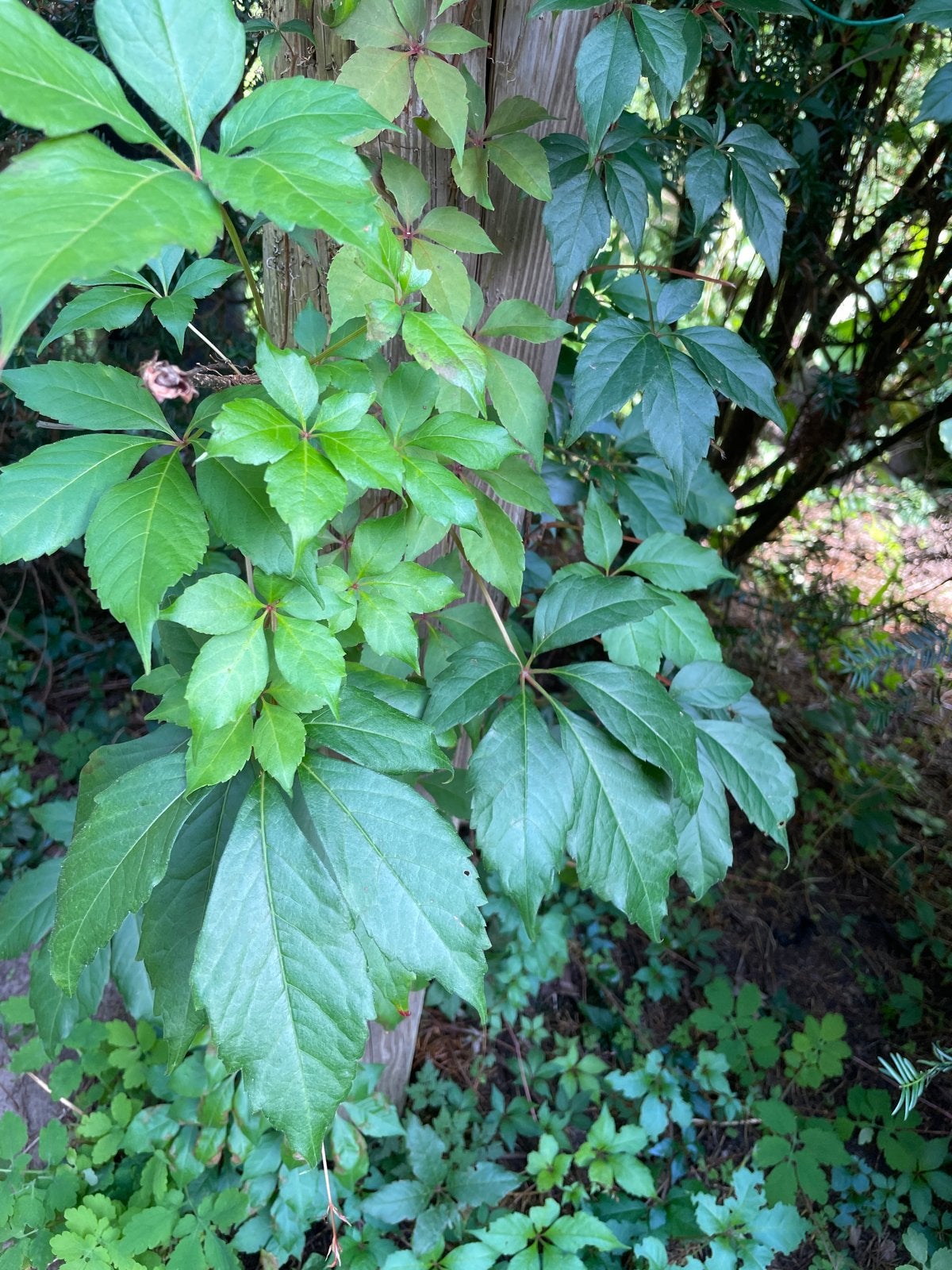 Groene Wingerd (Parthenocissus quinquefolia), Volle zon, Vaste plant, Ophalen of Verzenden, Bloeit niet
