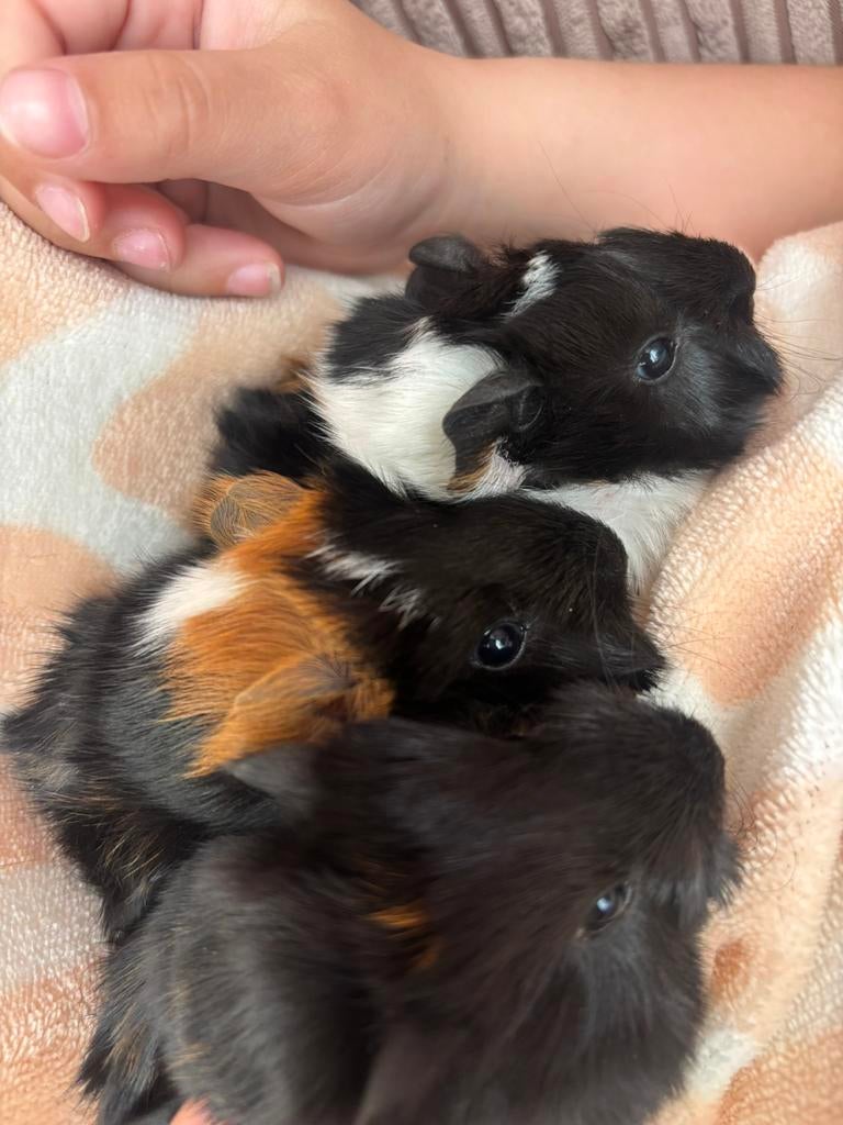 Beertje cavia, Dieren en Toebehoren, Knaagdieren, Cavia, April, Mannelijk, Tam