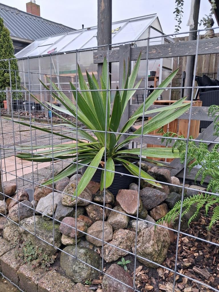Yucca  Filamentosa ( Palmlelie), Tuin en Terras, Ophalen of Verzenden, Overige soorten, Volle zon