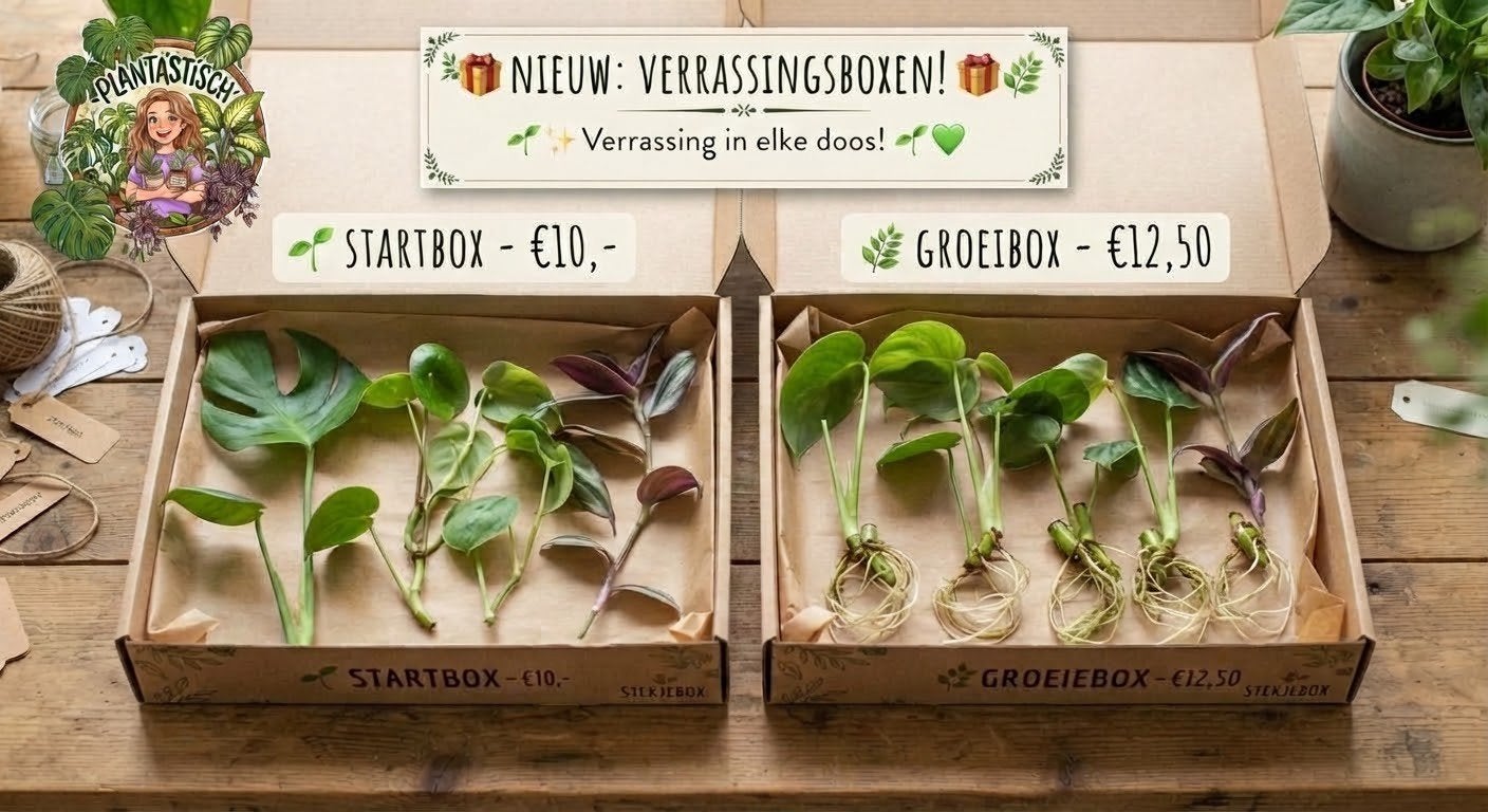 Stekjesbox verrassingsbox (planten & stekjes), Huis en Inrichting, Ophalen of Verzenden, Halfschaduw, Minder dan 100 cm