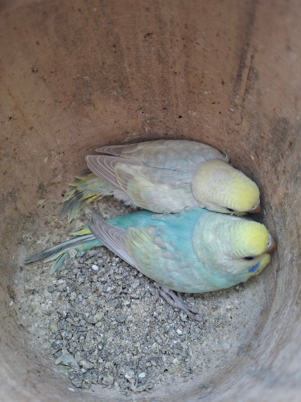 Grasparkieten,  jong en oud. pop en man, Dieren en Toebehoren, Vogels | Parkieten en Papegaaien, Meerdere dieren, Parkiet