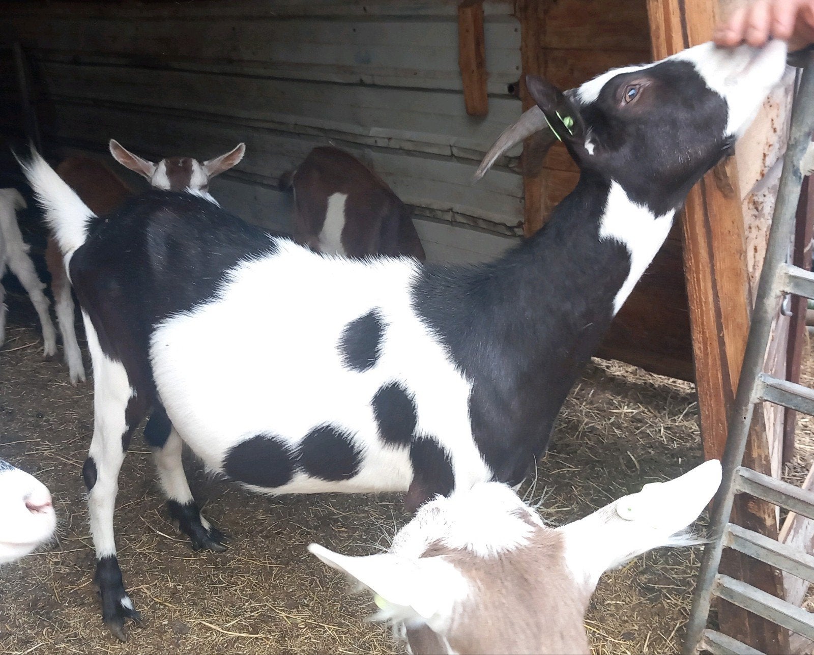 Prachtige bonte geit (eventueel meer) Maartensdijk Utrecht, Dieren en Toebehoren, Schapen, Geiten en Varkens, Vrouwelijk, Geit