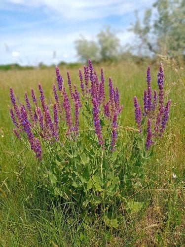 Salvia nemorosa - Prachtige Vaste Plant voor uw Tuin, Volle zon, Vaste plant, Zomer, Ophalen