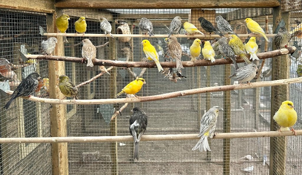 Kanaries verschillende kleuren koppels, Dieren en Toebehoren, Meerdere dieren, Kleurkanarie