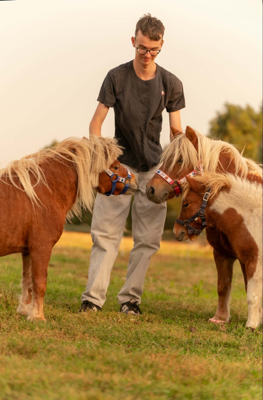 Leuke Shetlanders merrie ruin en hengsten veulen, Gechipt, A pony (tot 1.17m), 3 tot 6 jaar, Onbeleerd