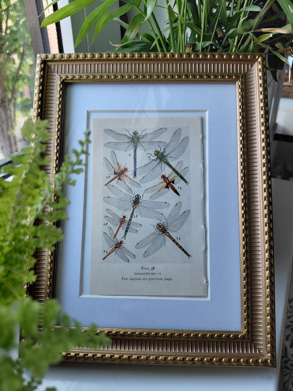 Kleine prints insecten vlinders natuur biologie vintage, Verzenden, Minder dan 50 cm, Print, 5 – 50