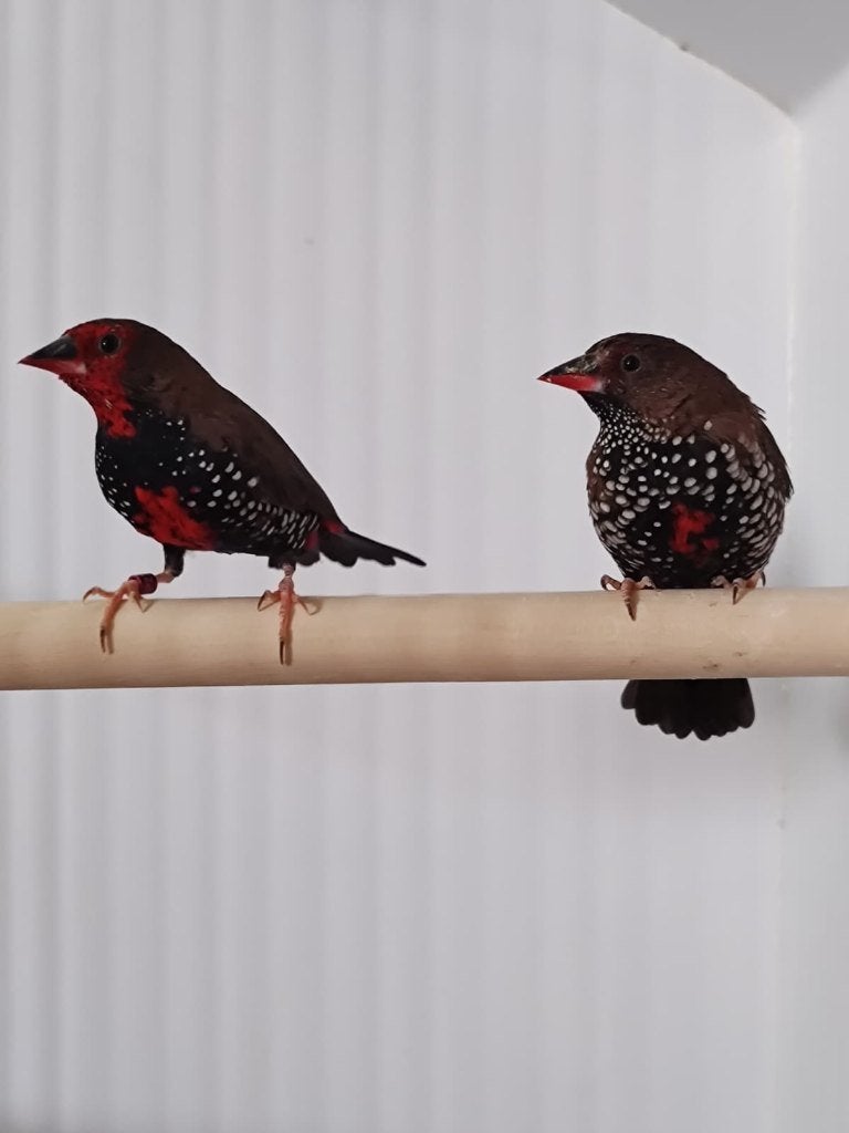 Koppel emblema picta - geschilderde astrilde, Meerdere dieren, Tropenvogel