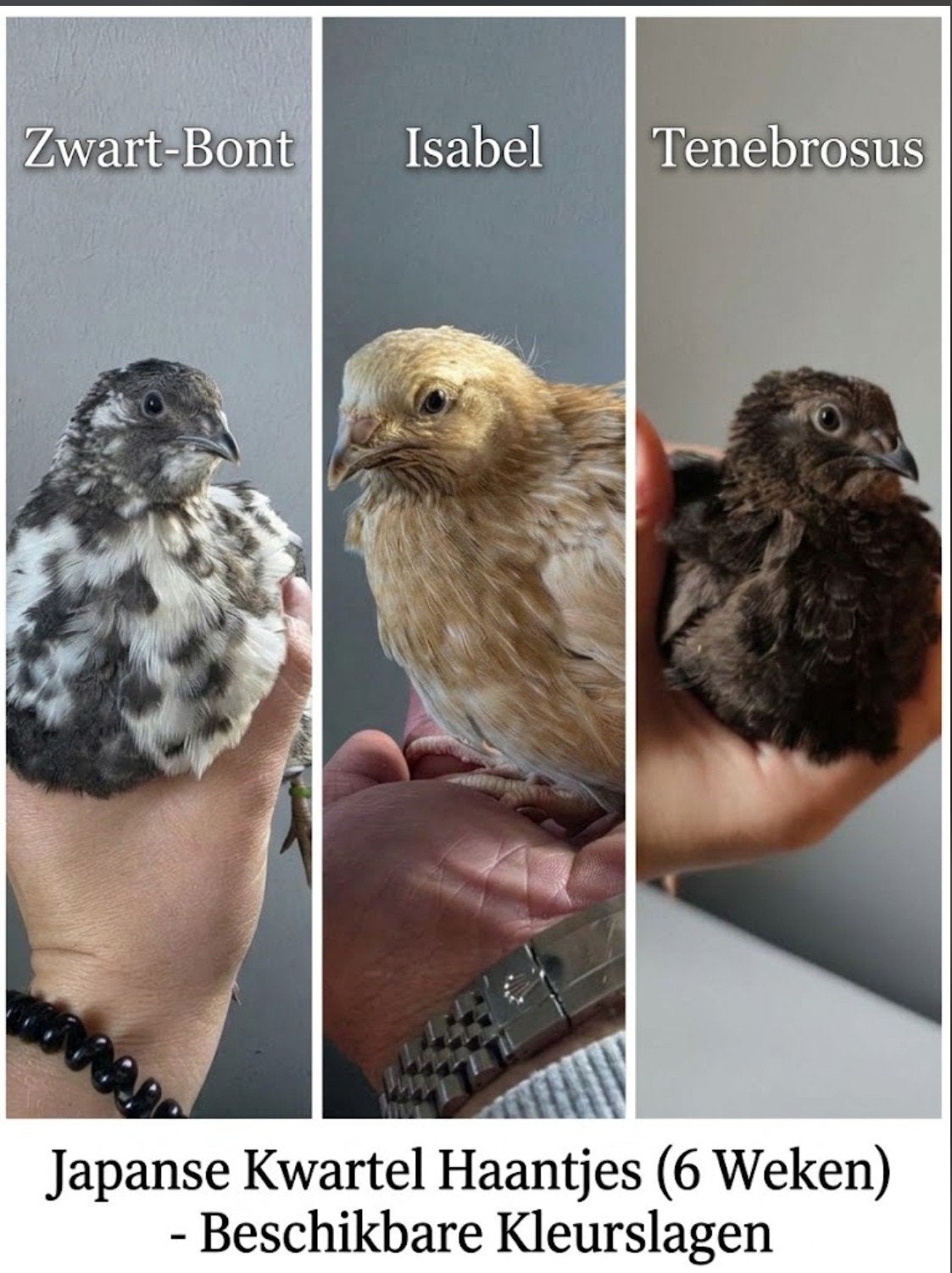 Natuurbroed Kwartel Haantjes o.a. Zwart-Bont, Dieren en Toebehoren, Meerdere dieren