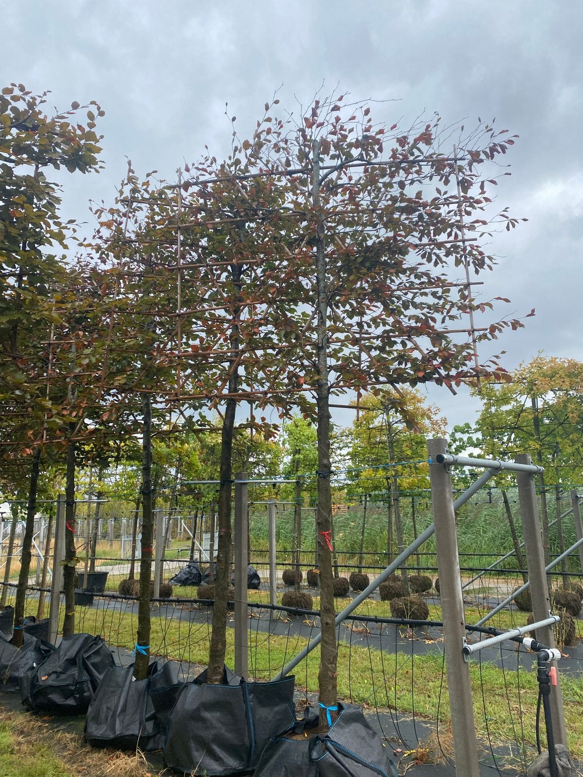 Leiboom - Prachtige Fagus Atropunicea (Rode Beuk), Bloeit niet, Leiboom, Ophalen of Verzenden, 250 tot 400 cm