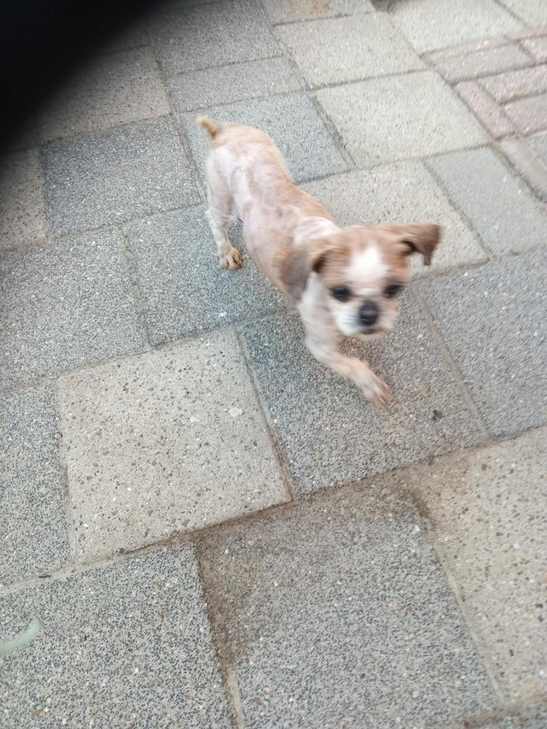 Huisje gezocht, Dieren en Toebehoren, 6 jaar of ouder, Overige rassen, Teef, Eén hond