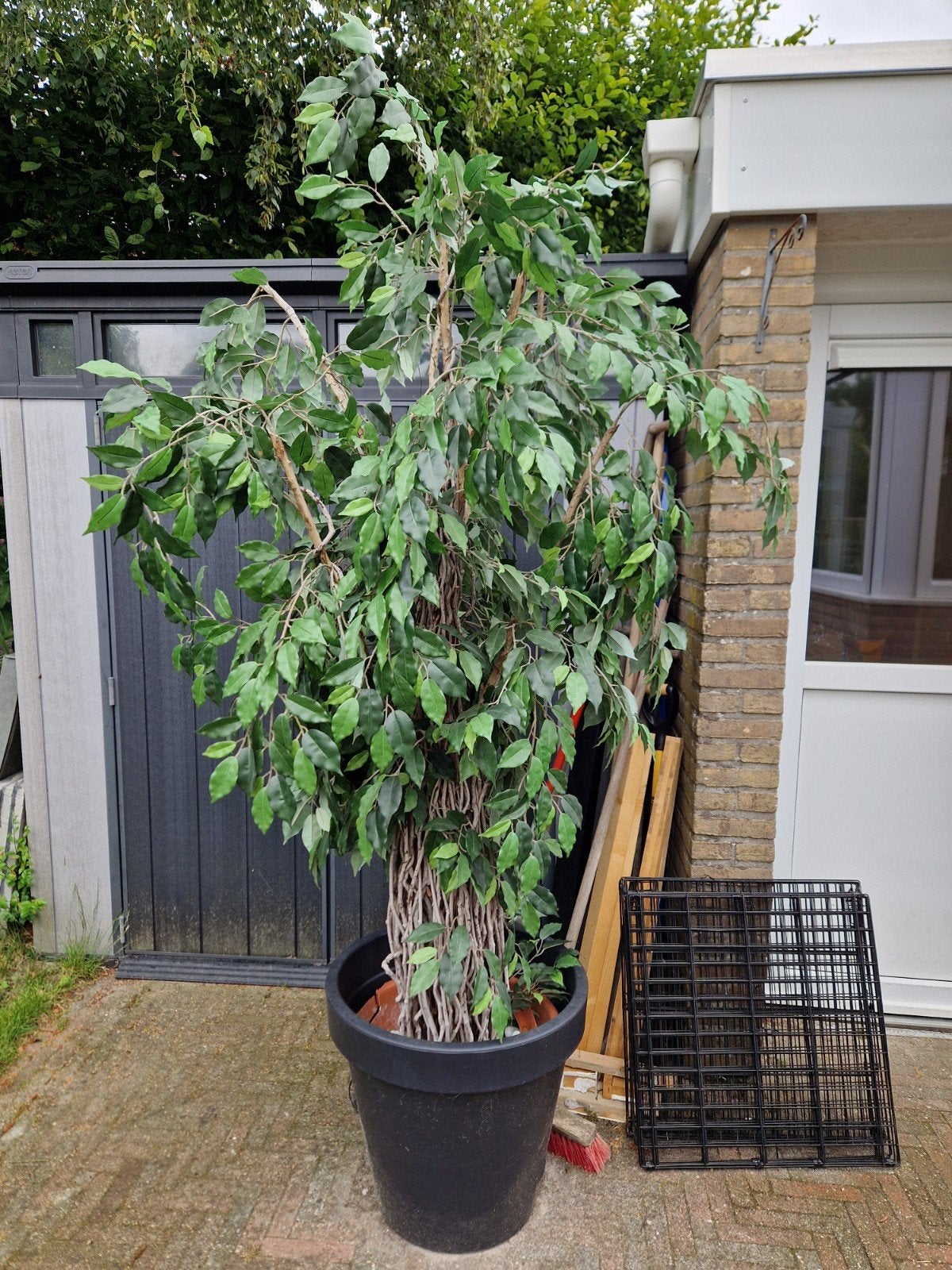 kunstplant groot inclusief pot., Ophalen, Gebruikt, Kunstplant, Met pot of vaas